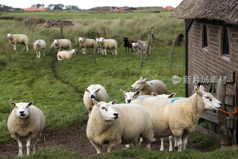 Texel, Barn的绵羊(荷兰)